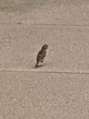 Passer domesticus