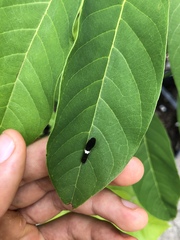 Protographium epidaus epidaus