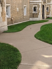 Passer domesticus