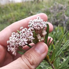 Asclepias mexicana