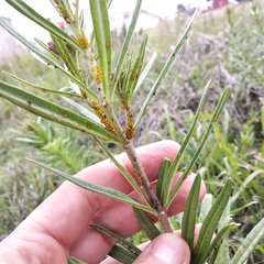 Asclepias mexicana