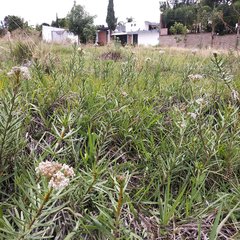 Asclepias mexicana