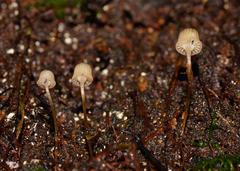 Mycena mamaku