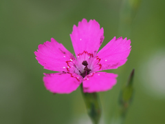 Microbotryum dianthorum