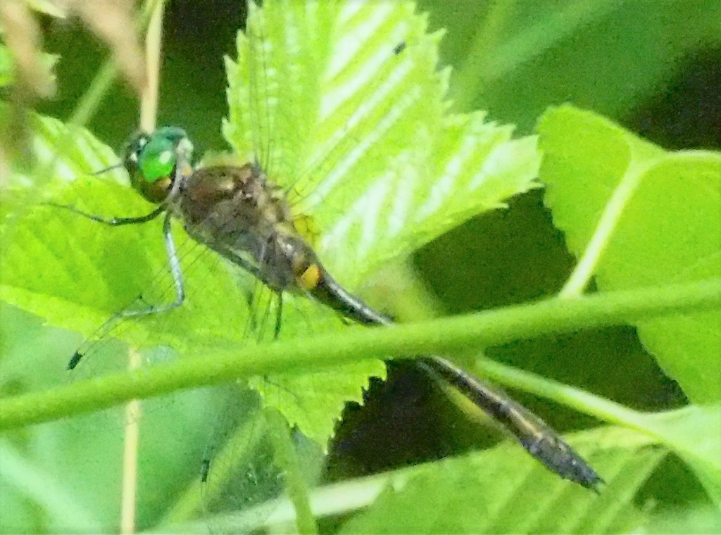 Rackettailed Emerald in June 2020 by David Hochadel. female there was a male guarding her