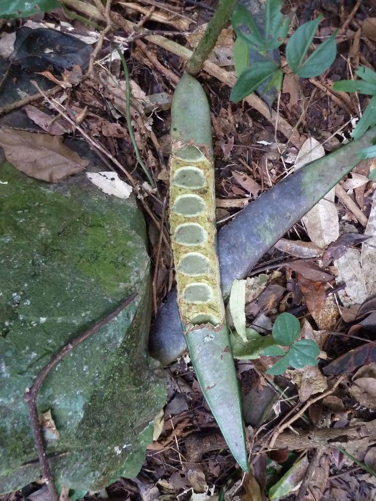 Chidlowia