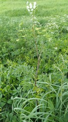 Chaerophyllum bulbosum