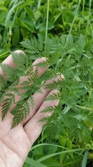 Chaerophyllum bulbosum