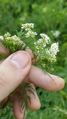 Chaerophyllum bulbosum