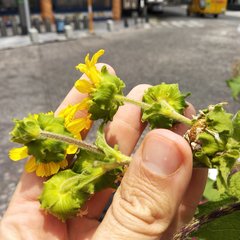 Smallanthus maculatus