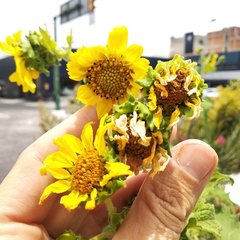 Smallanthus maculatus