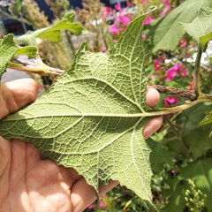 Smallanthus maculatus