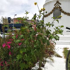 Smallanthus maculatus