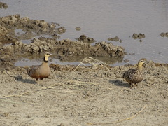 Pterocles gutturalis