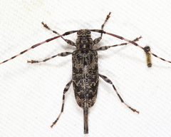 Graphisurus fasciatus