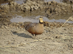 Pterocles gutturalis
