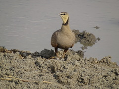 Pterocles gutturalis