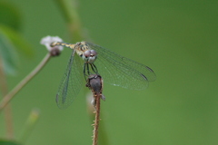 Micrathyria longifasciata