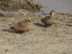 Pterocles gutturalis