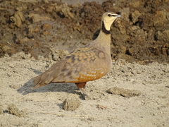 Pterocles gutturalis