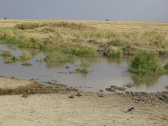 Pterocles gutturalis