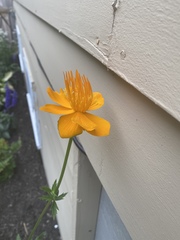 Trollius chinensis