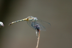 Micrathyria longifasciata