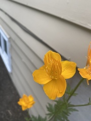 Trollius chinensis