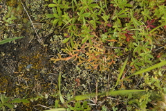 Selaginella helvetica