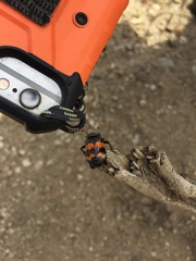 Nicrophorus guttula