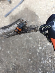 Nicrophorus guttula
