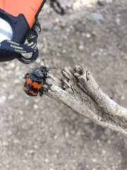 Nicrophorus guttula
