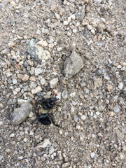 Nicrophorus guttula