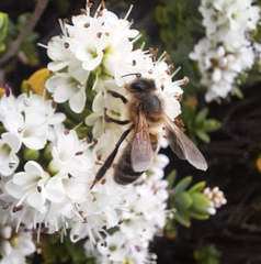 Apis mellifera