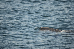 Eubalaena glacialis