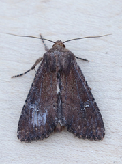 Apamea scoparia