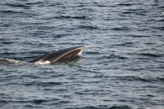 Balaenoptera borealis