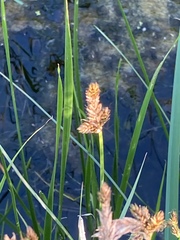 Carex disticha
