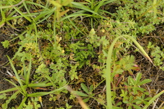 Selaginella helvetica
