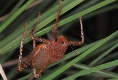 Tettigoniidae