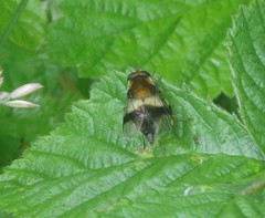 Leucozona lucorum