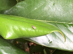 Diptera