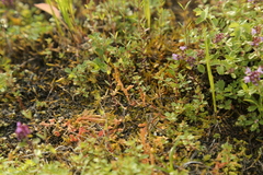 Selaginella helvetica