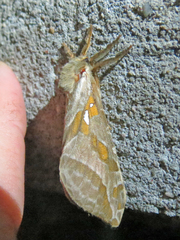 Sthenopis argenteomaculatus