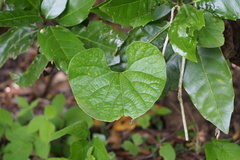 Aristolochia kaempferi