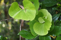 Aristolochia kaempferi