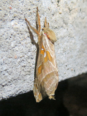 Sthenopis argenteomaculatus