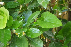Aristolochia kaempferi