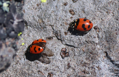 Hippodamia caseyi