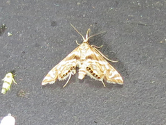 Petrophila canadensis